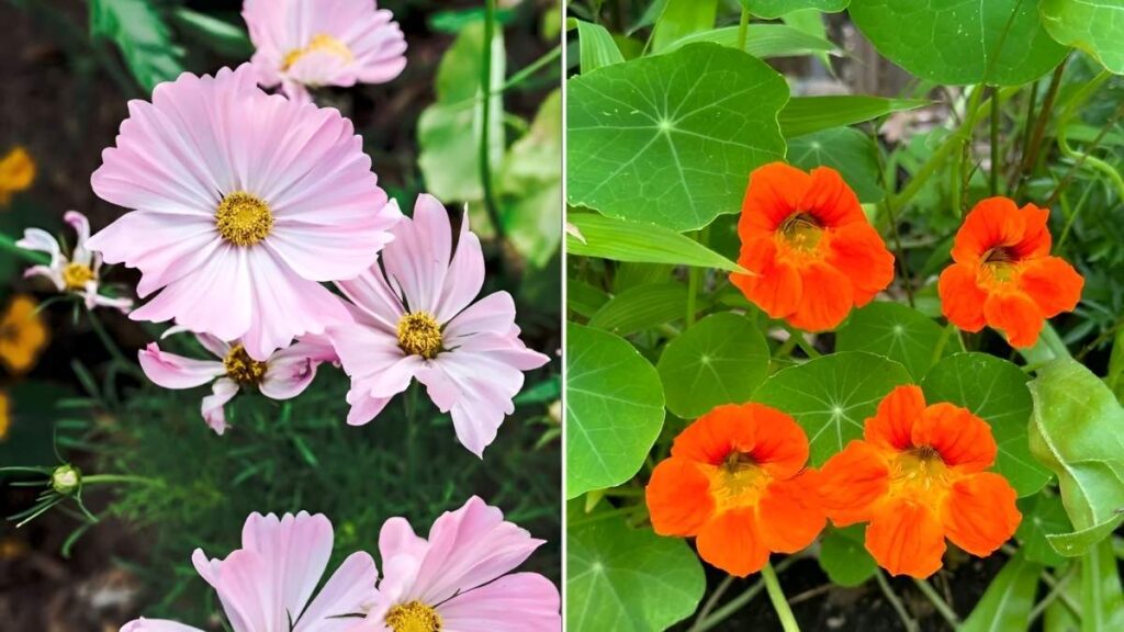 The Smart Flower Choices to Boost Your Vegetable Garden