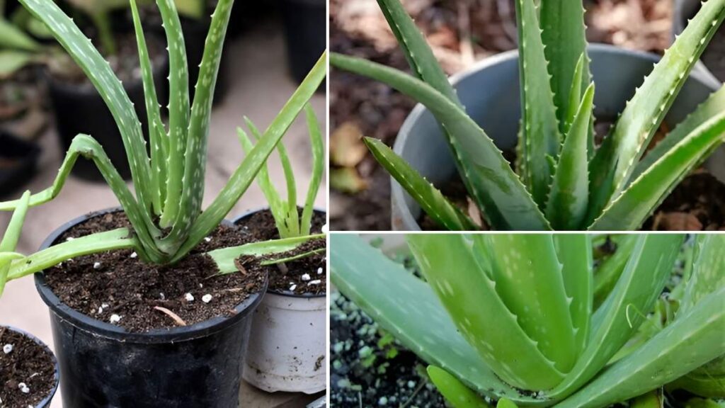 How to Propagate Aloe Vera at Home Step-by-Step