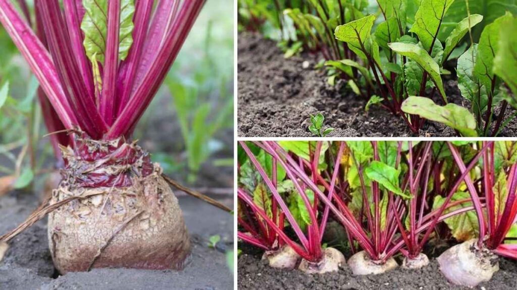 10 Beetroot Growing Mistakes Every Gardener Should Avoid