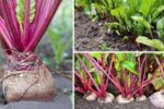 10 Beetroot Growing Mistakes Every Gardener Should Avoid