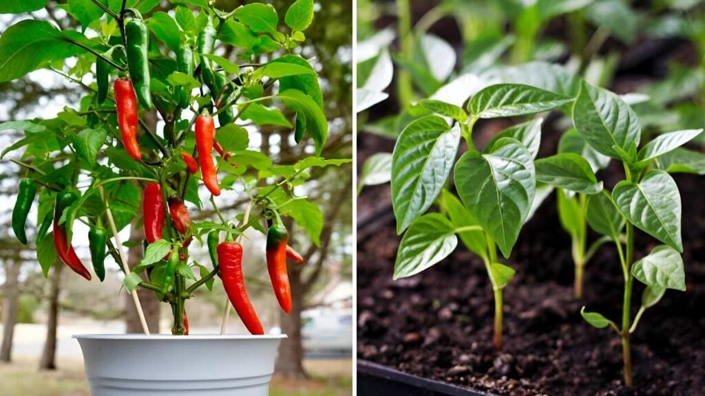 10 Easy Tips to Grow Peppers in Pots Like a Pro