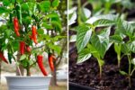 10 Easy Tips to Grow Peppers in Pots Like a Pro