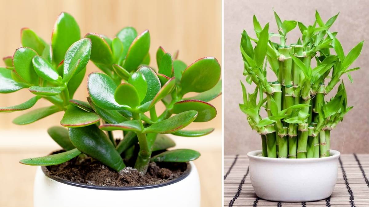 10 Lucky Houseplants That Bring Positive Energy and Good Vibes