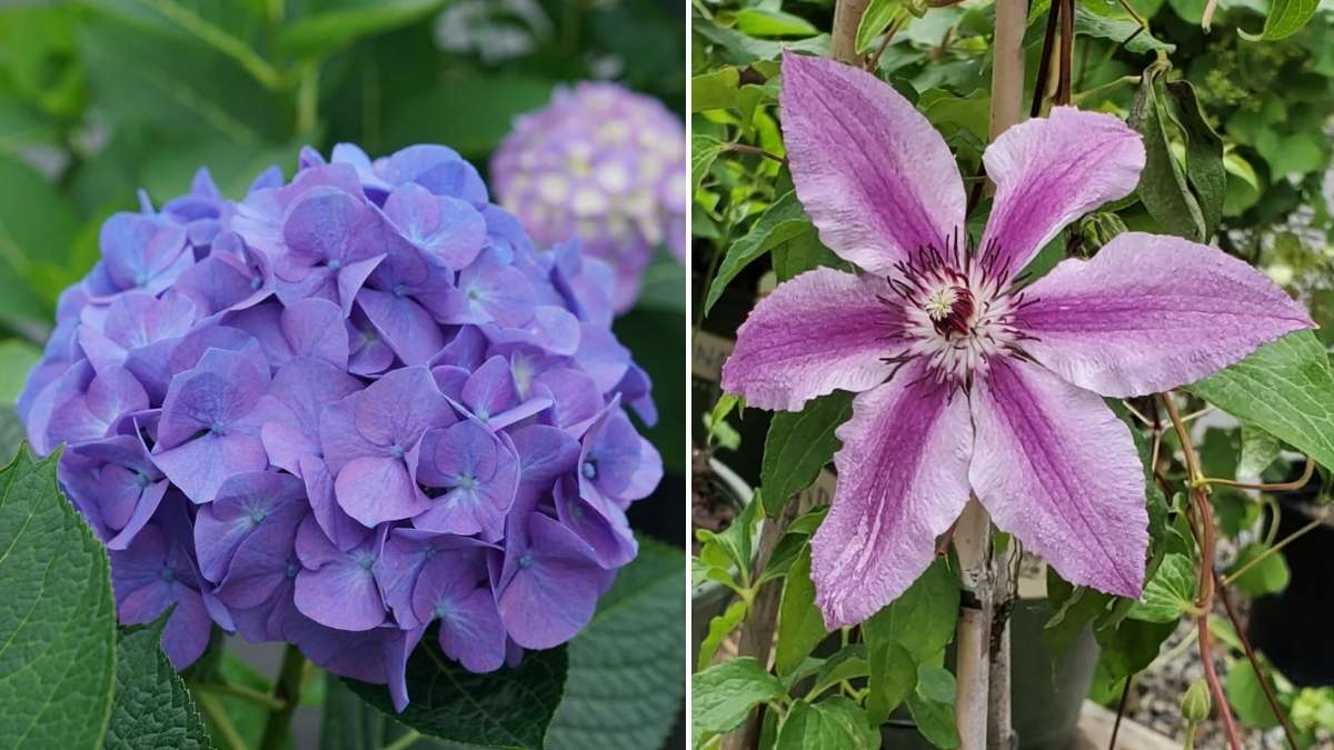 10 Plants You Should Never Prune in October for a Thriving Spring Garden
