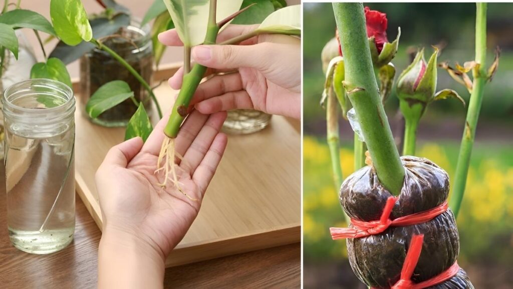 10 Plants You Should Propagate Through Cuttings and Grafting