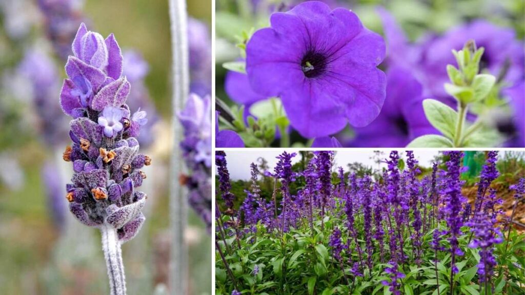 10 Purple Flowers to Transform Your Balcony Garden into a Blooming Paradise