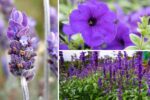10 Purple Flowers to Transform Your Balcony Garden into a Blooming Paradise