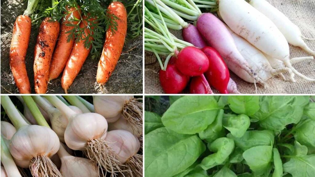 11 Easy-to-Grow Vegetables for Year-Round Harvest at Home