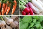 11 Easy-to-Grow Vegetables for Year-Round Harvest at Home