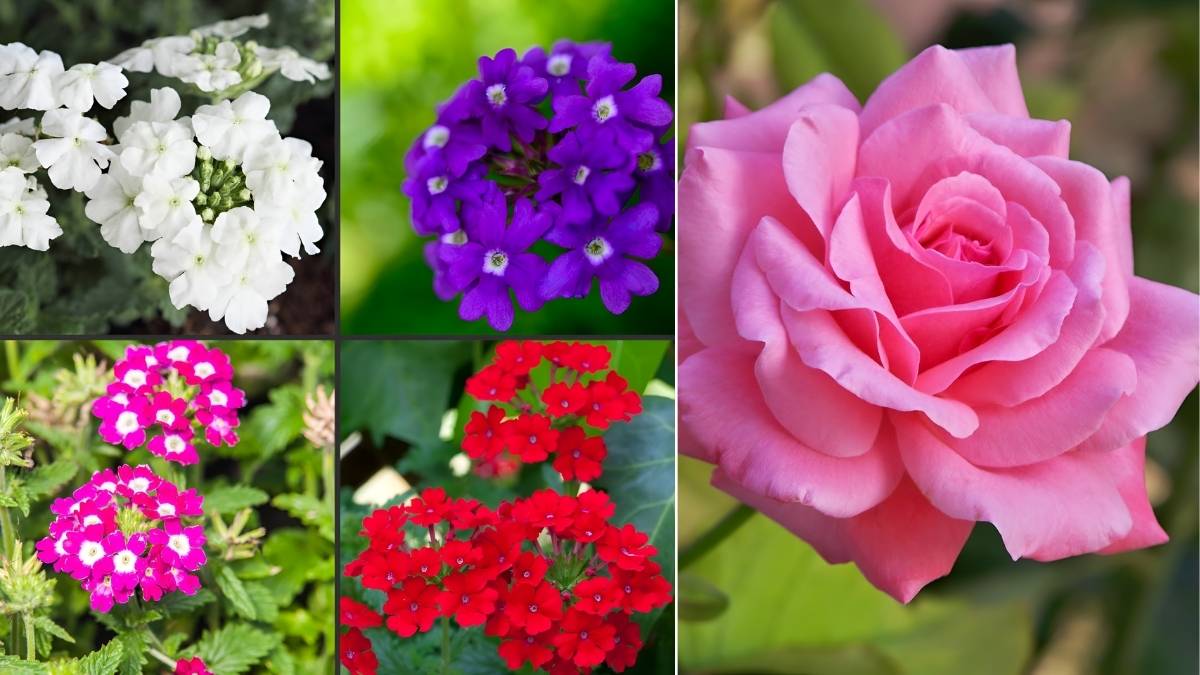 5 Beauty-Boosting Garden Flowers to Bring Home