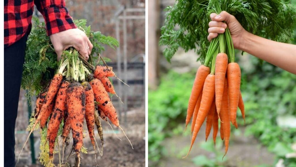 5 Easy Steps to Grow Carrots in October
