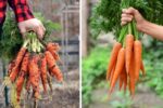 5 Easy Steps to Grow Carrots in October