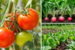 5 Easy Vegetables to Grow on Your Balcony Garden