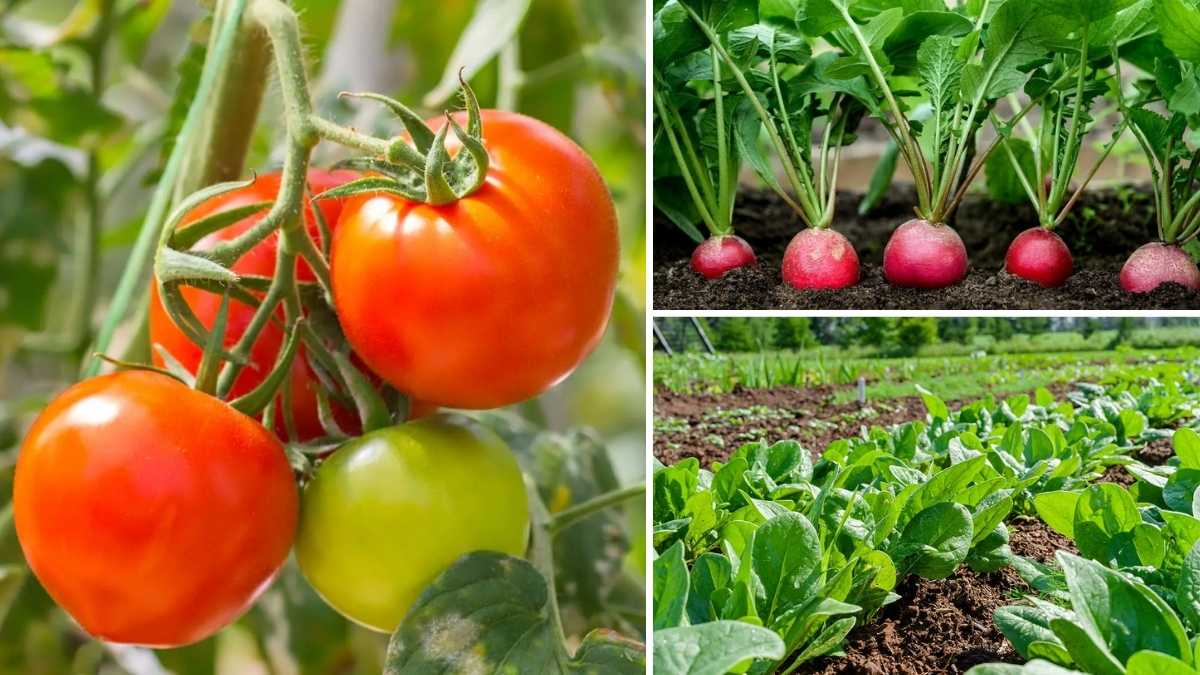 5 Easy Vegetables to Grow on Your Balcony Garden