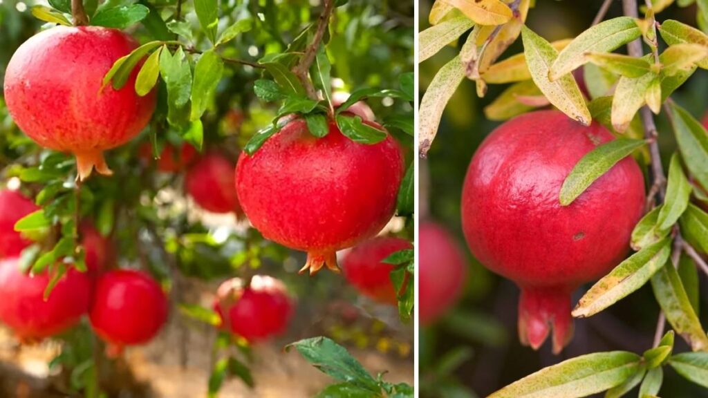 5 Expert Tips to Grow Lush Pomegranate Plants in Your Backyard