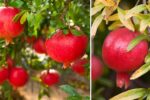 5 Expert Tips to Grow Lush Pomegranate Plants in Your Backyard