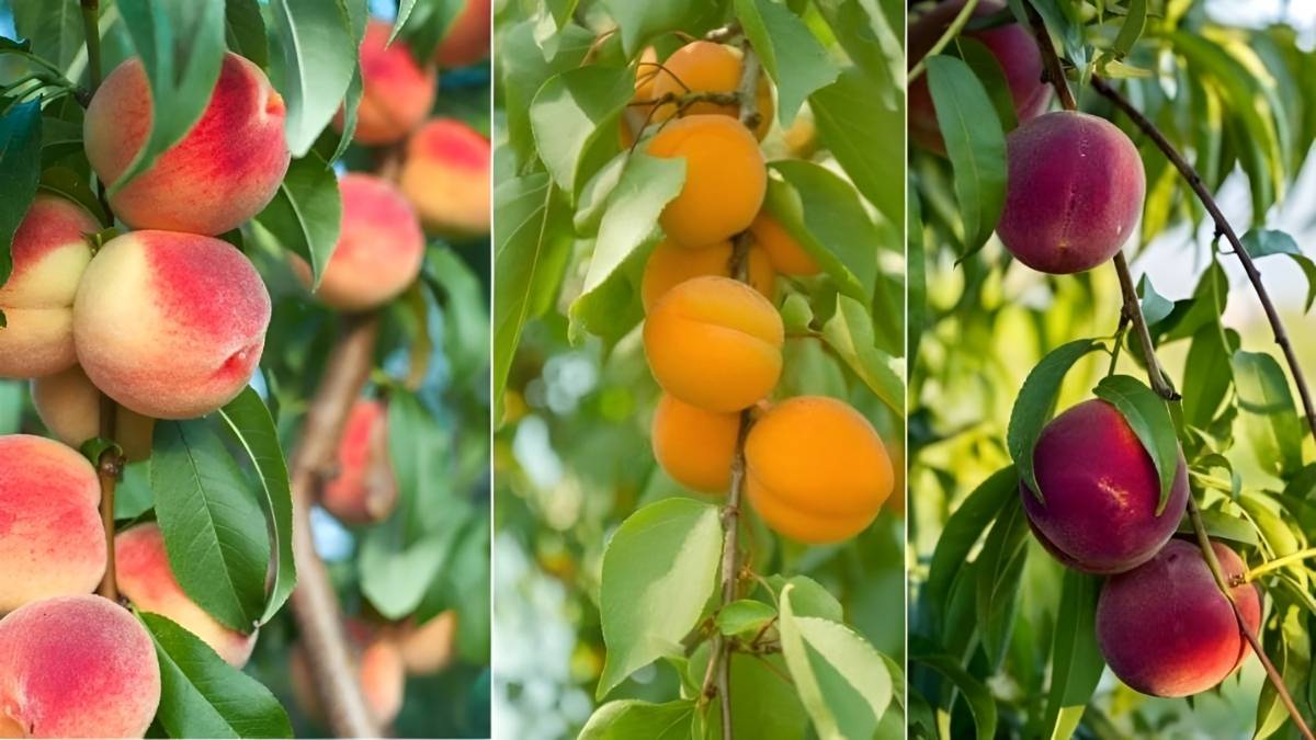5 Fast-Growing Fruit Trees Recommended by Gardeners