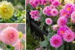 5 Flowers That Makes the Garden Beautiful