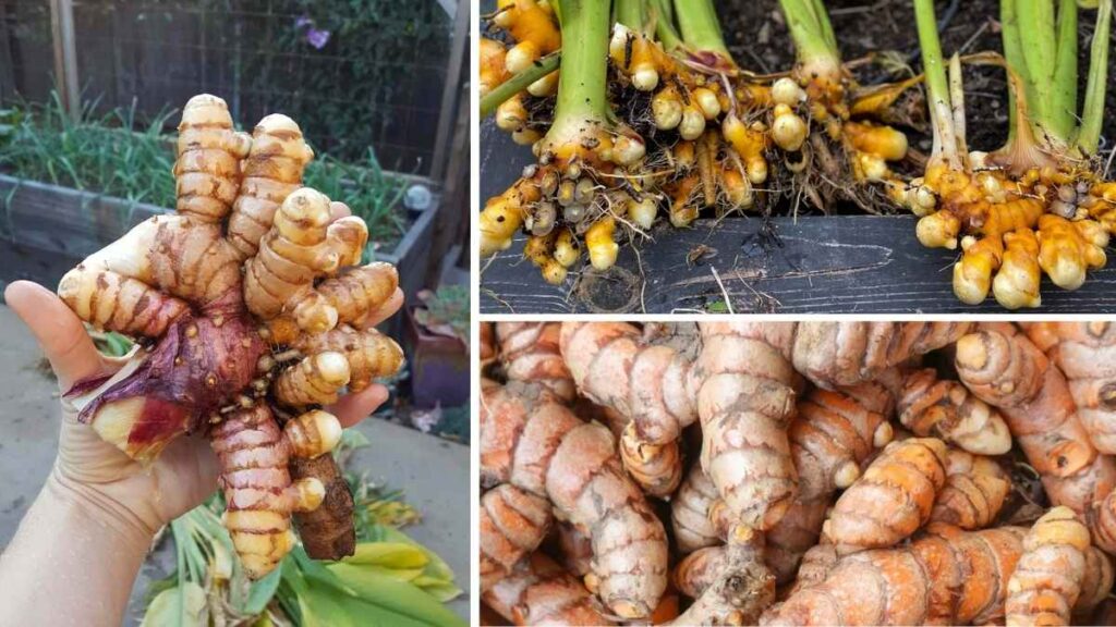 5 Proven Ways to Keep Turmeric Root Fresh Longer
