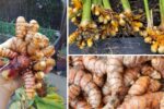 5 Proven Ways to Keep Turmeric Root Fresh Longer