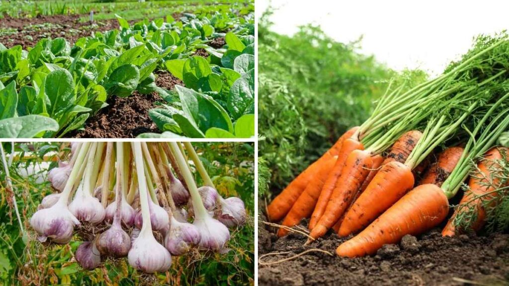 5 Vegetables to Grow in October for a Thriving Fall Garden