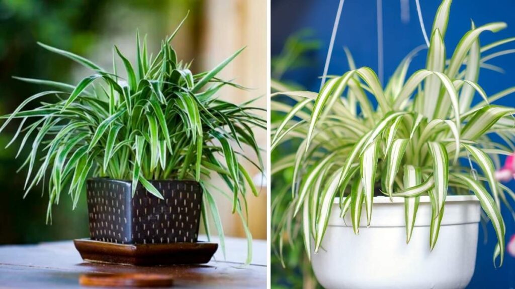 6 Air-Purifying Plants Ideal for Small Apartment Living
