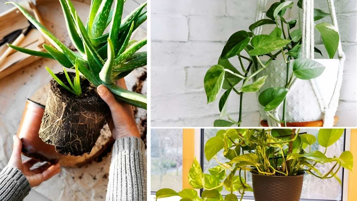 6 Clear Signs Your Indoor Plants Need a Bigger Pot