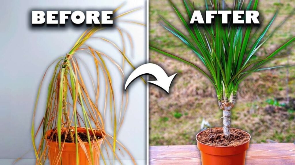 6 Easy Ways to Bring Your Houseplants Back to Life