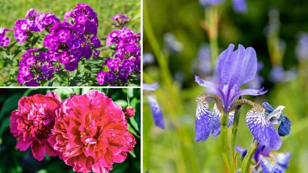 6 Plants to Divide This Fall for a Lush Spring Garden