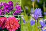 6 Plants to Divide This Fall for a Lush Spring Garden