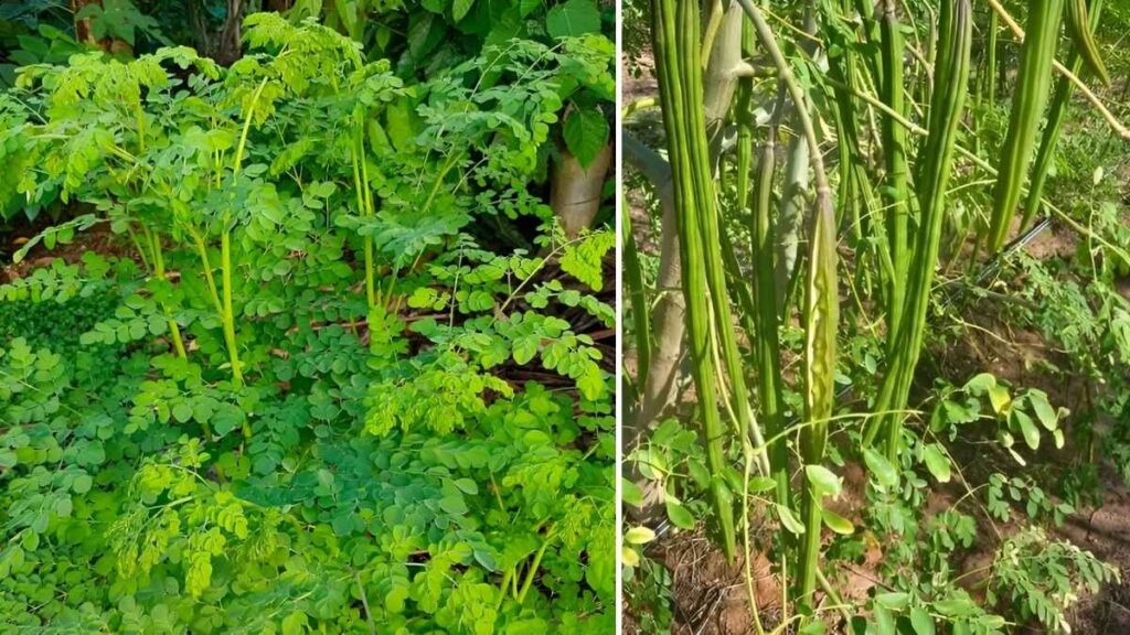 7 Easy Steps to Cultivate Drumstick Plants in Your Backyard