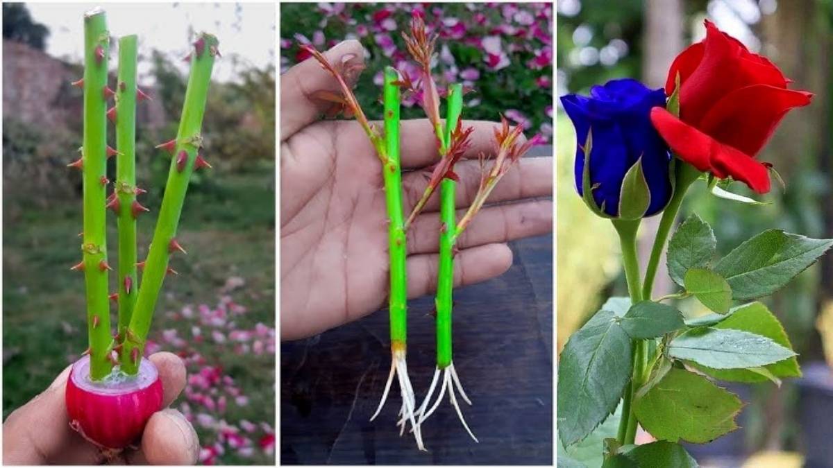 7 Easy Steps to Propagate Rose Plants at Home