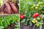 7 Easy-to-Grow Plants That Pack a Nutritional Punch