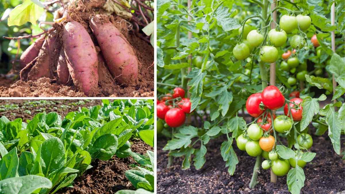 7 Easy-to-Grow Plants That Pack a Nutritional Punch