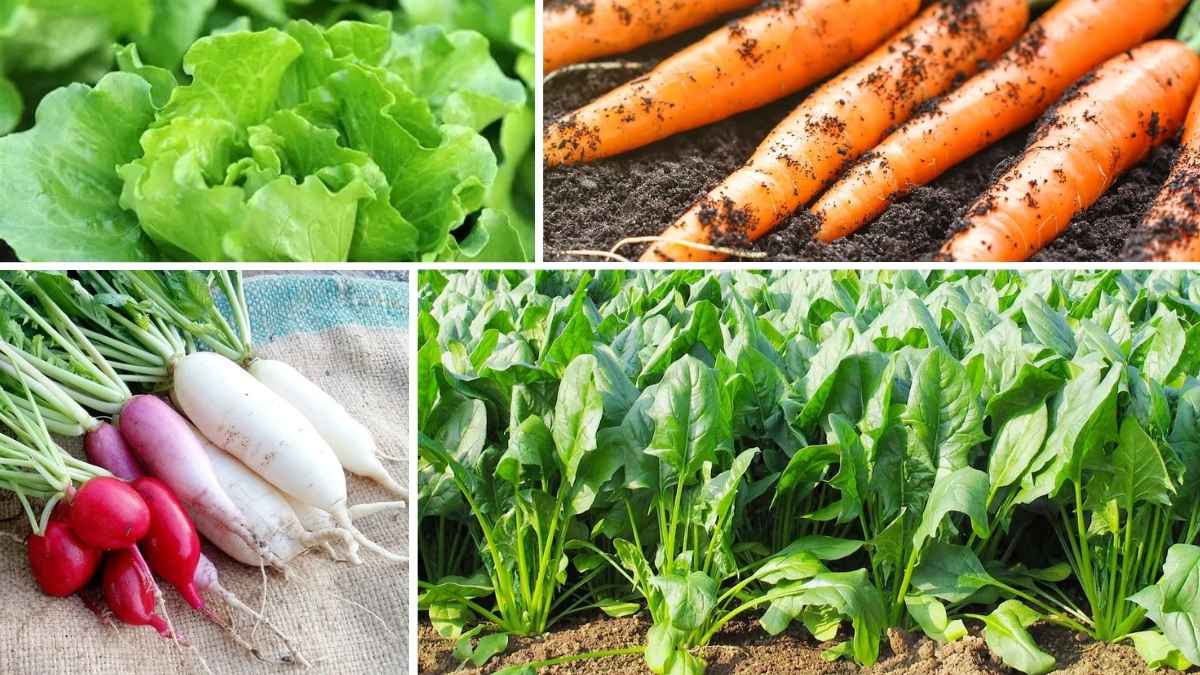 7 Easy-to-Grow Winter Vegetables for Indoor Gardening Success