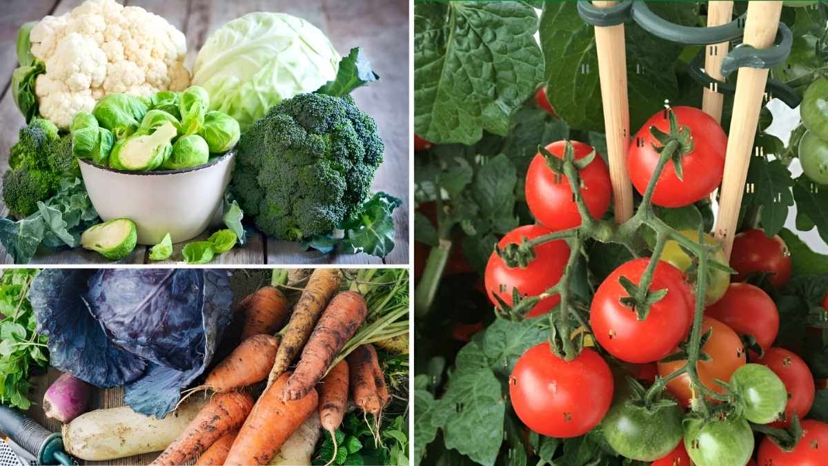 7 Easy-to-Grow Winter Vegetables for Your Indoor Garden