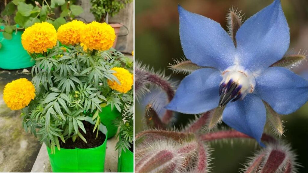 7 Flowers to Grow Alongside Vegetables for Beauty and Benefits