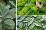 7 Herbs That Make Thanksgiving Meals Unforgettable