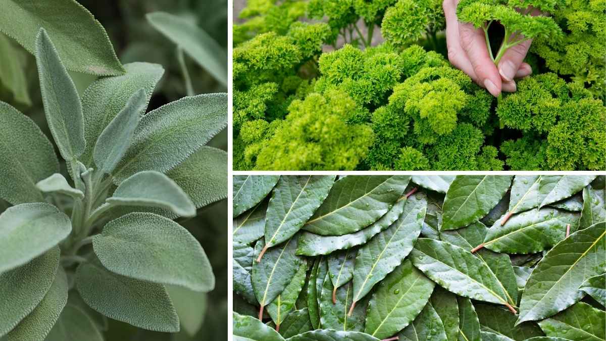 7 Herbs That Make Thanksgiving Meals Unforgettable