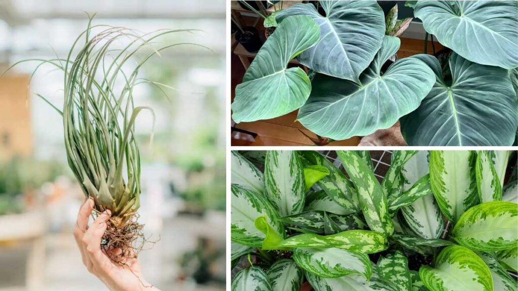 7 Low-Maintenance Indoor Plants That Thrive Without Soil