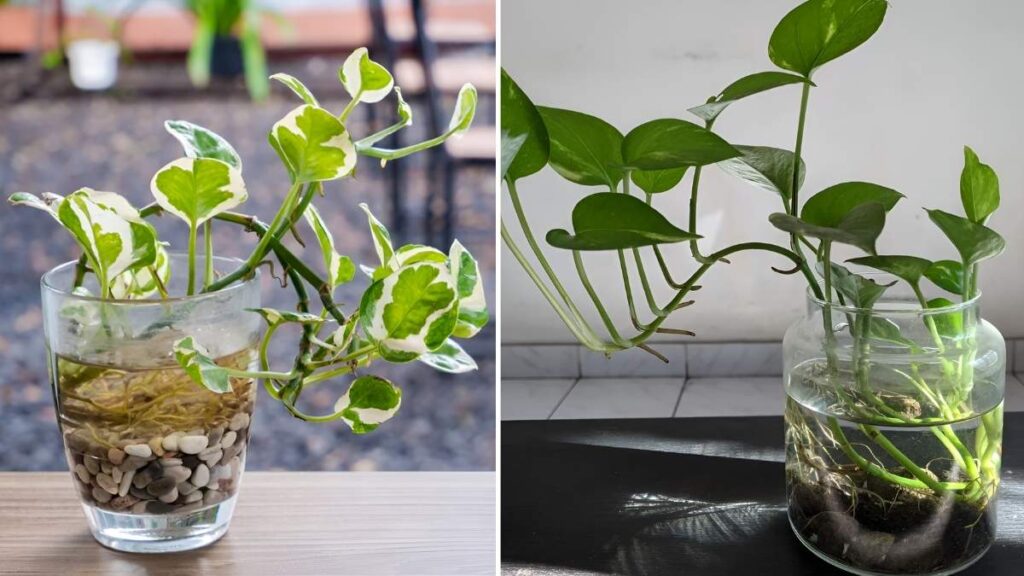 7 Low-Maintenance Indoor Plants That Thrive Without Soil