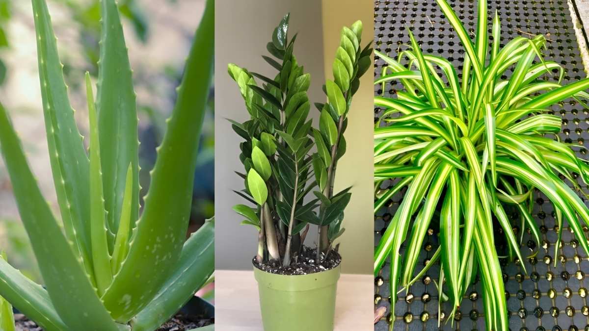 7 Plants You Should Have in Your Home