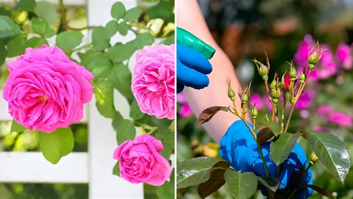 7 Simple Tips to Care for Roses Every Season