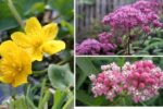 7 Water-Loving Plants That Thrive in Wet, Soggy Soil Conditions