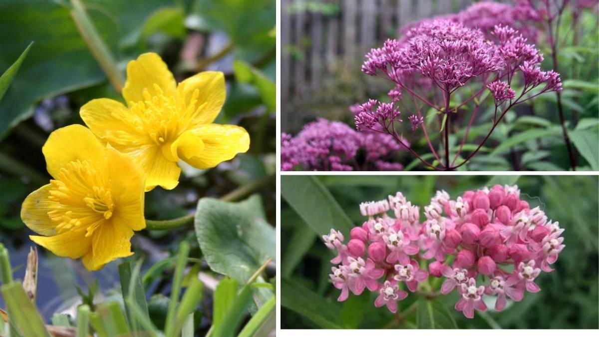 7 Water-Loving Plants That Thrive in Wet, Soggy Soil Conditions