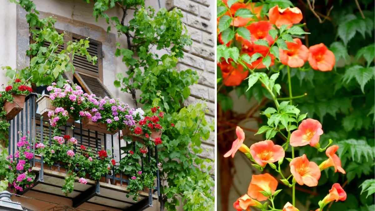 8 Beautiful Climbing Plants Perfect for Balcony Gardens