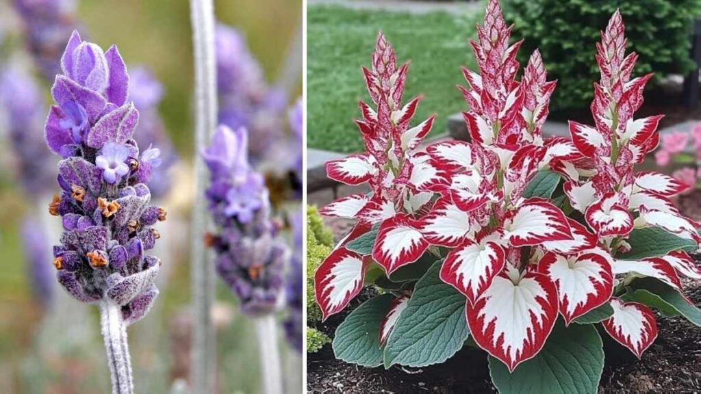 8 Easy-Care Plants That Grow Fast and Thrive in Any Garden