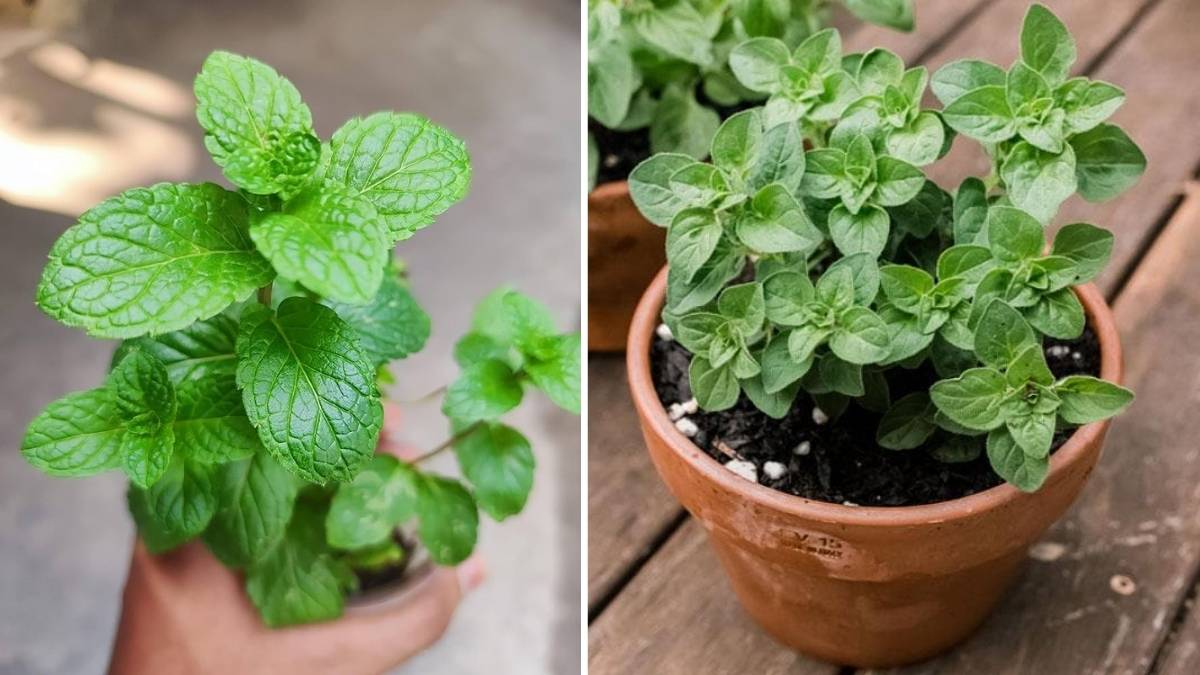 8 Low-Maintenance Herbs Perfect for Your Kitchen Garden