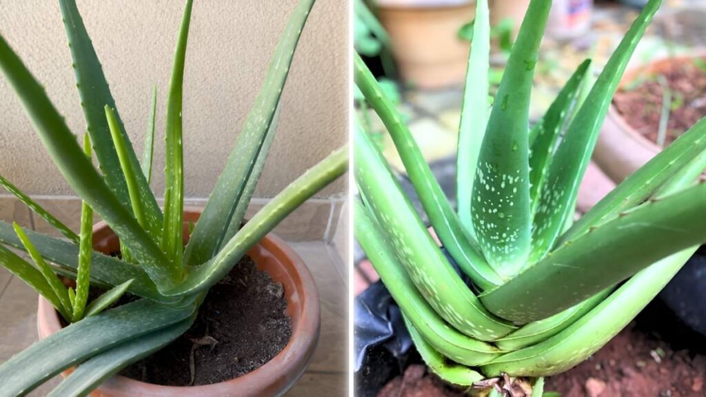 9 Aloe Vera Care Mistakes Every Home Gardener Should Know
