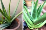 9 Aloe Vera Care Mistakes Every Home Gardener Should Know